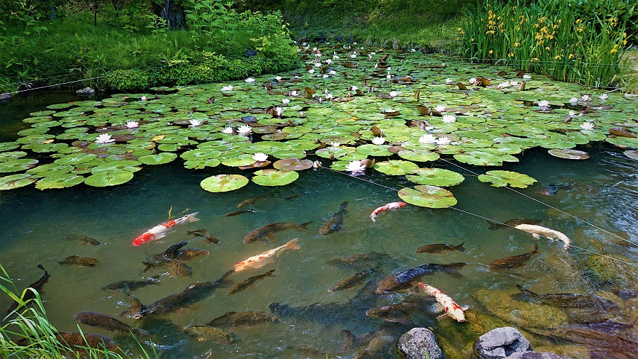 モネの池