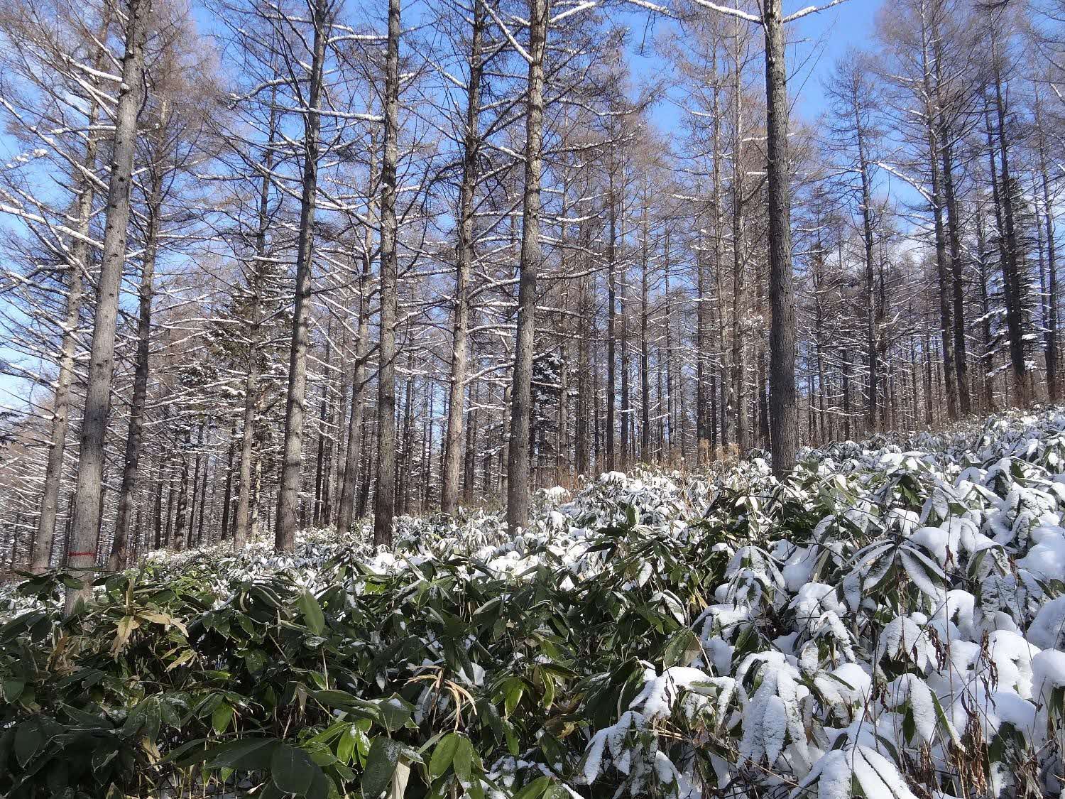 間伐が行われた後の市有林カラマツ林の写真