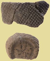 縄文時代早期頃(約8000~700年縄文時代中期終わり頃(約4500年前)の縄文土器の破片前)の石鏃