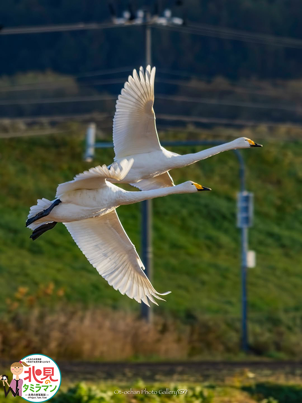 生き物部門入選作品