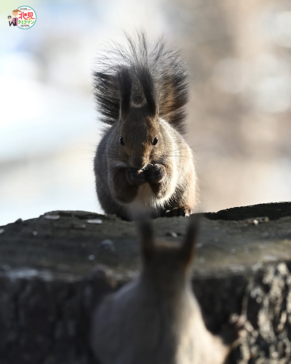 生き物部門入選作品