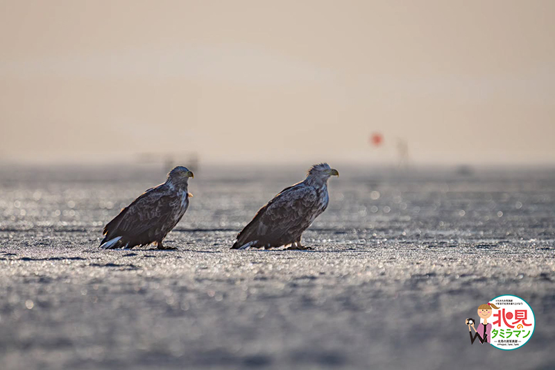 生き物部門入選作品